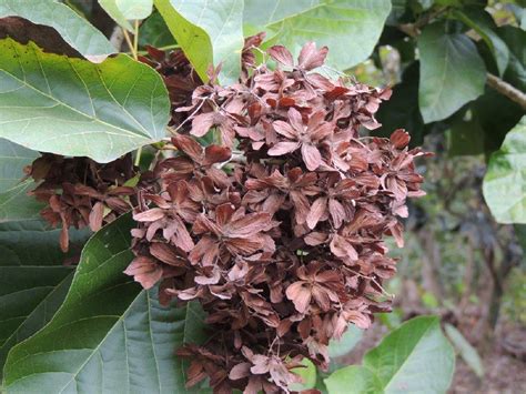 九頭芙蓉|樹種介紹